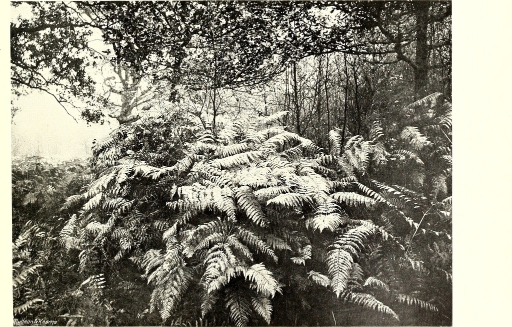 Marattia alata