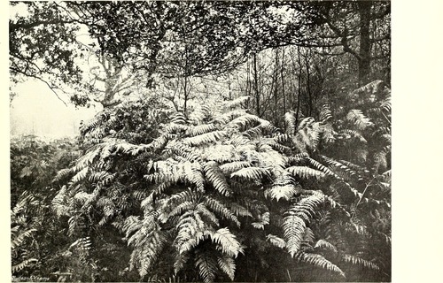 Marattia alata