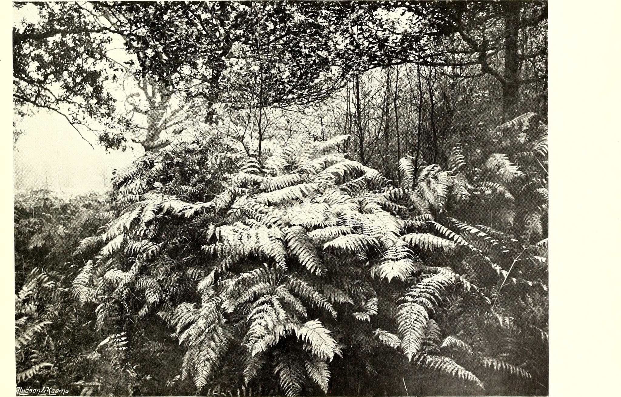 Marattia alata