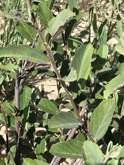 Grewia retinervis