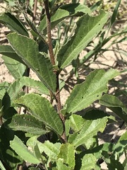 Grewia retinervis