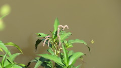 Persicaria ferruginea