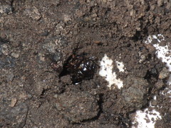 Onthophagus trituber