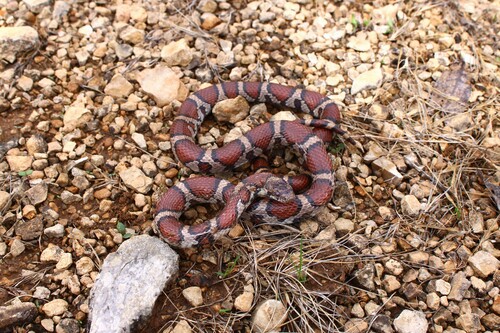 Eastern Milksnake