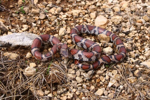 Eastern Milksnake