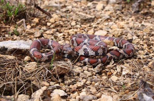 Eastern Milksnake