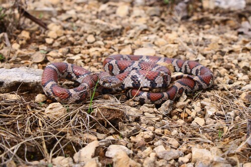 Eastern Milksnake