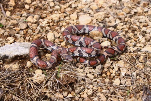 Eastern Milksnake