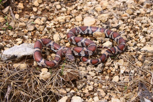 Eastern Milksnake