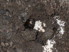 Onthophagus trituber