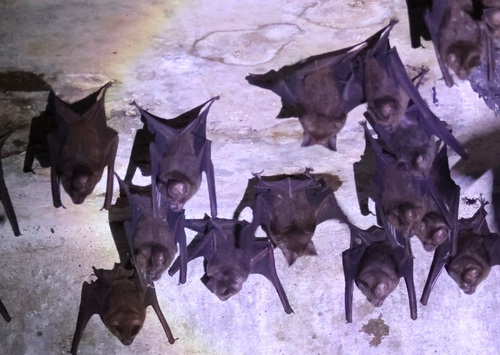 Schneider's Leaf-nosed Bat
