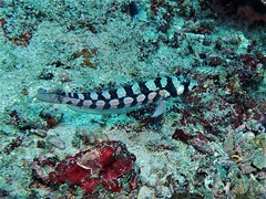 Parapercis tetracantha