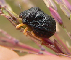 Bolbocoris rufus