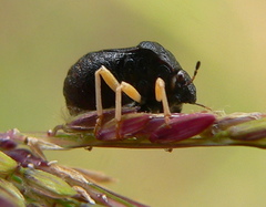 Bolbocoris rufus