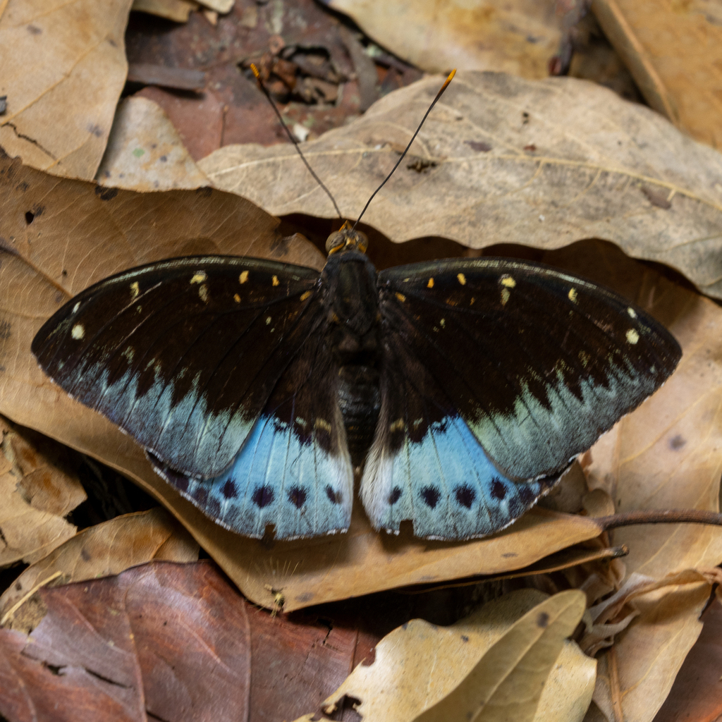Adoliadini