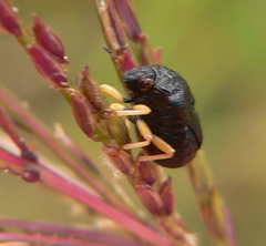 Bolbocoris rufus