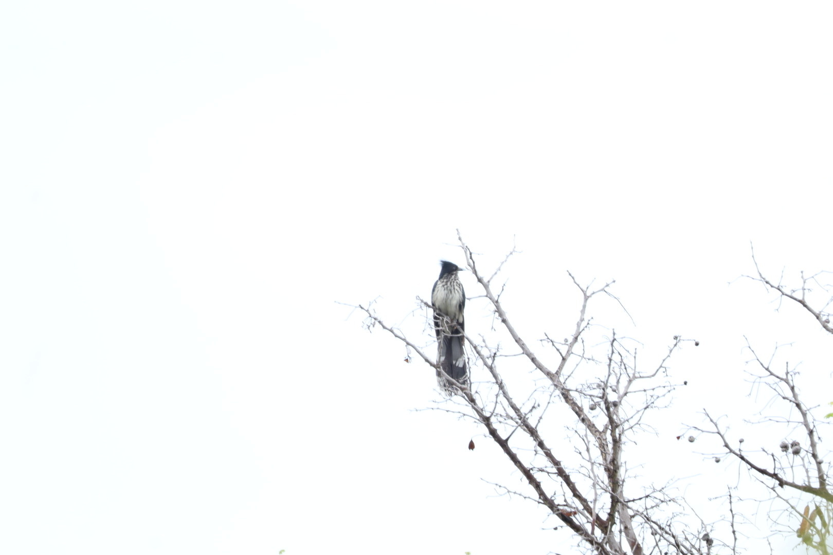 Levaillant's Cuckoo (Clamator levaillantii), photo 2