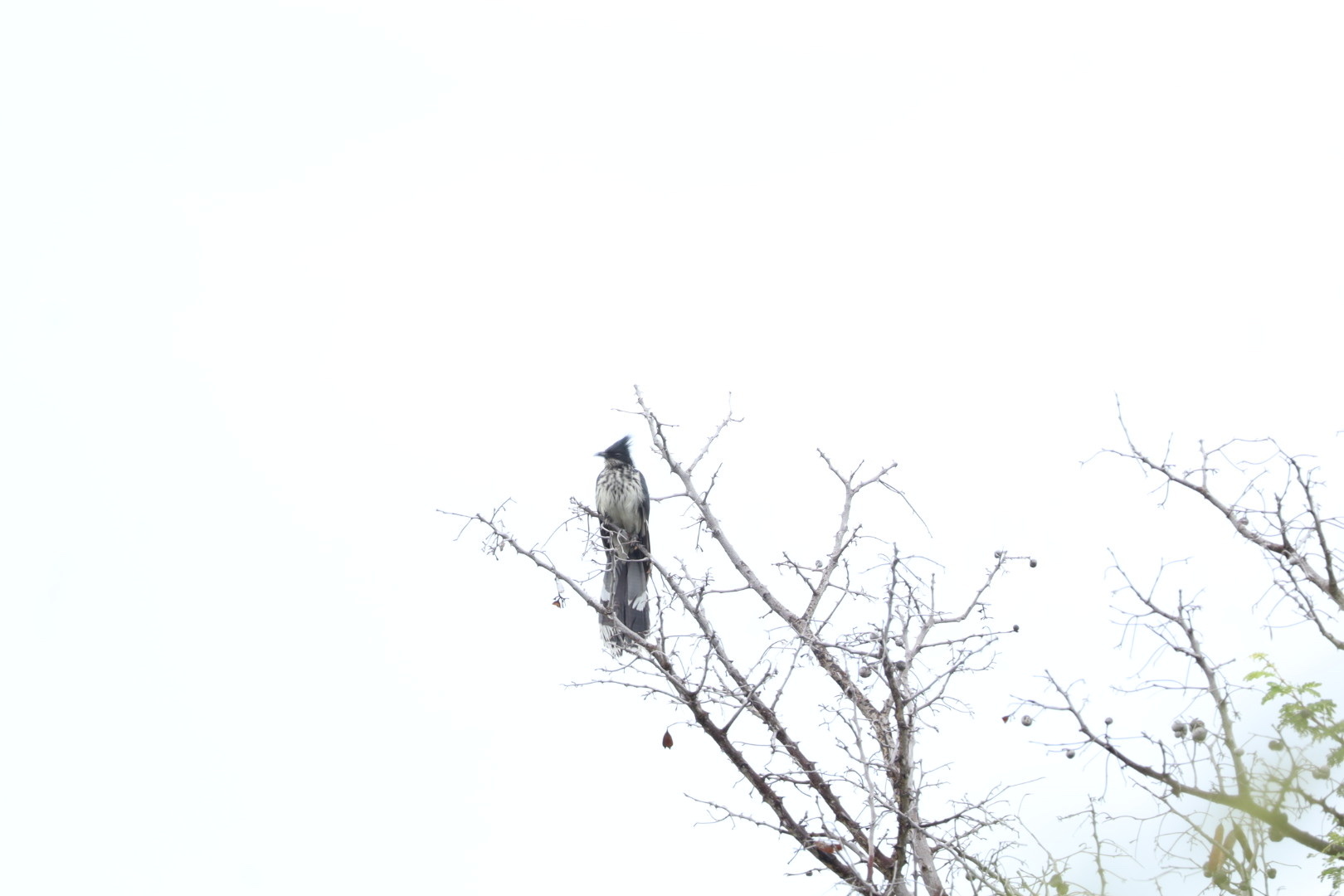 Levaillant's Cuckoo (Clamator levaillantii), photo 3