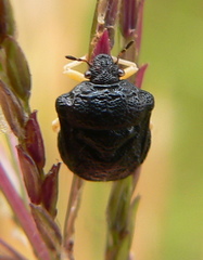 Bolbocoris rufus