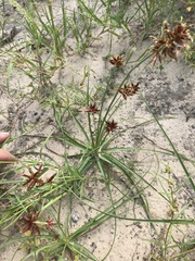Cyperus usitatus