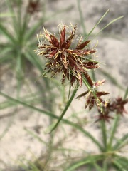 Cyperus usitatus