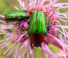 Leucocelis amethystina