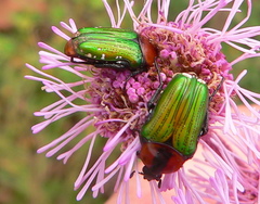 Leucocelis amethystina