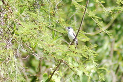 Xenopsaris albinucha