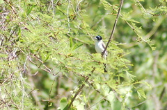 Xenopsaris albinucha