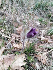 Pulsatilla montana
