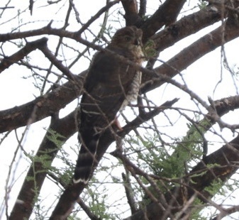 Gabar Goshawk (Micronisus gabar), photo 6