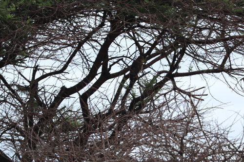 Gabar Goshawk (Micronisus gabar), photo 7