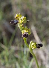 Ophrys fusca
