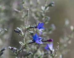 Lithodora fruticosa
