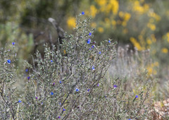 Lithodora fruticosa