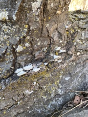 Schizophyllum commune