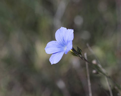 Linum narbonense