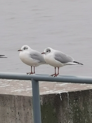 Chroicocephalus ridibundus