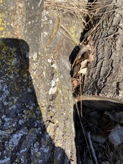 Schizophyllum commune