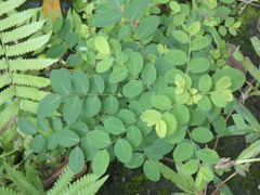 Moringa oleifera