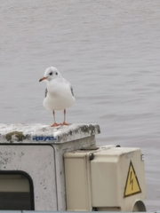 Chroicocephalus ridibundus