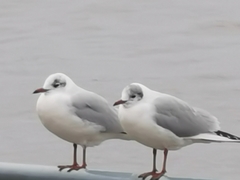 Chroicocephalus ridibundus