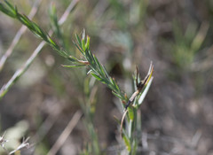 Linum narbonense