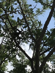 Tapinanthus