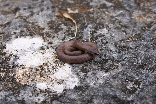 Smooth Earthsnake