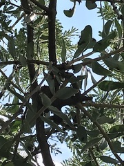 Tapinanthus