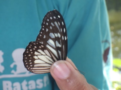 Ideopsis juventa