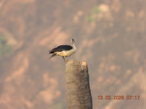 iNaturalist: (c) Ritu, some rights reserved (CC BY-NC), uploaded by Ritu iNaturalist image