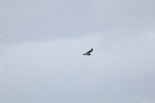 Black-chested Snake Eagle (Circaetus pectoralis), photo 4