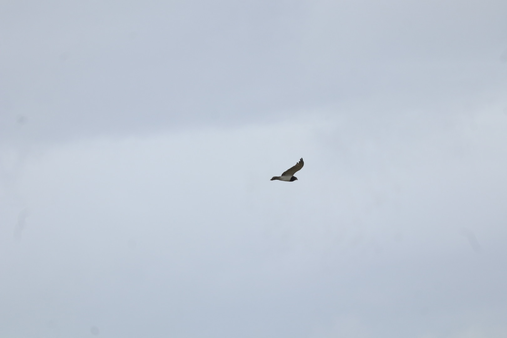 Black-chested Snake Eagle (Circaetus pectoralis), photo 4